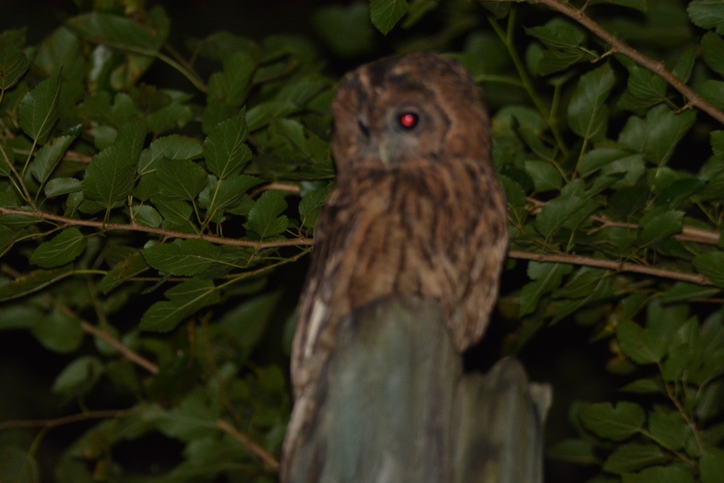 Tawny Owl