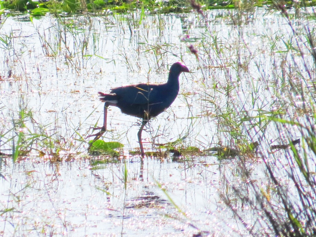 Grey-headed Swamphen
