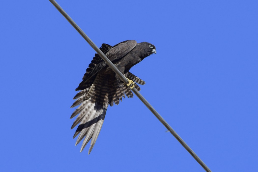 Eleonora`s Falcon