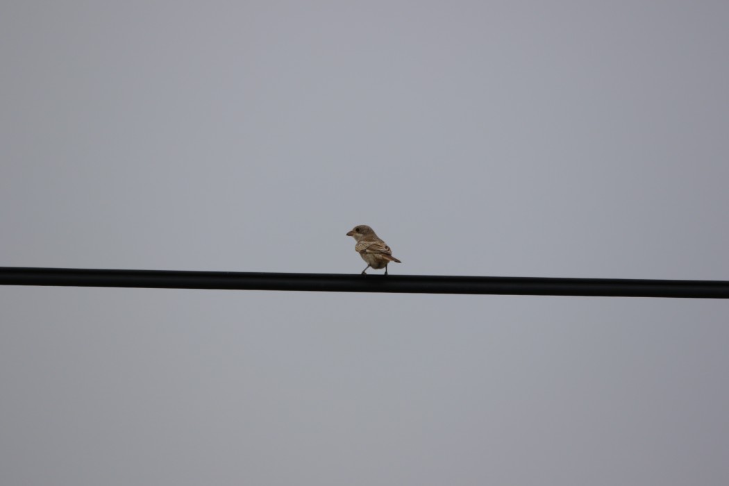 Kızılbaşlı Örümcekkuşu