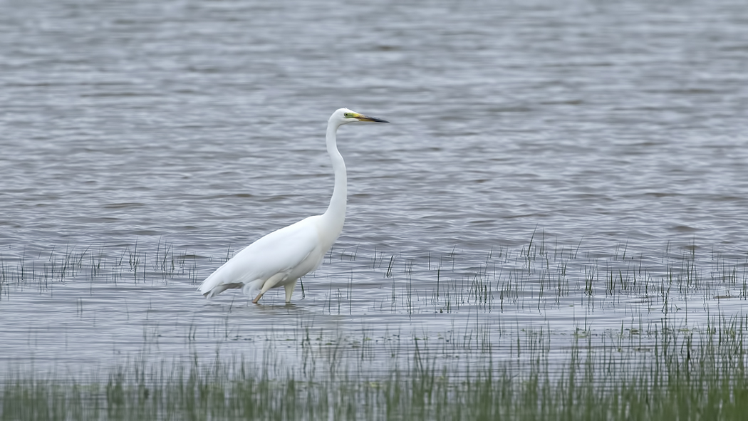 Great Egret
