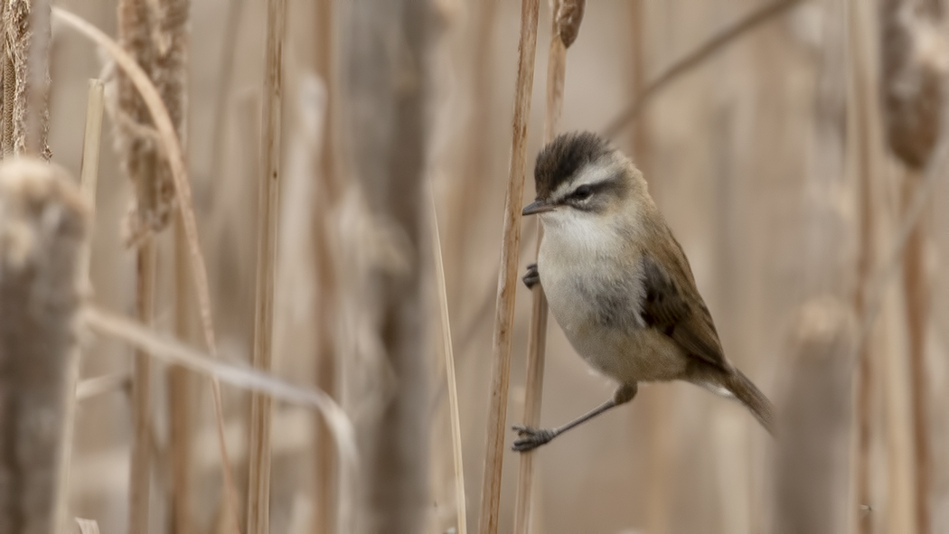 Moustached Warbler
