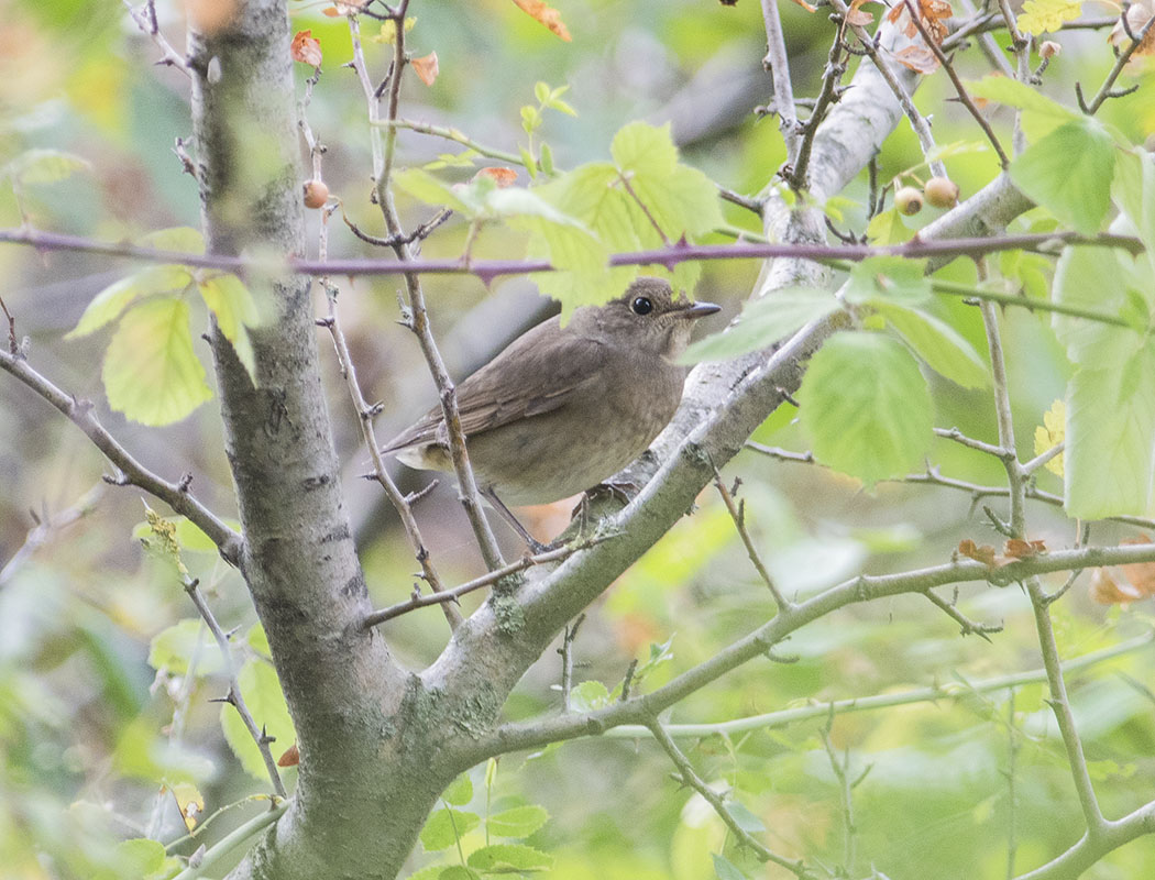 Thrush Nightingale