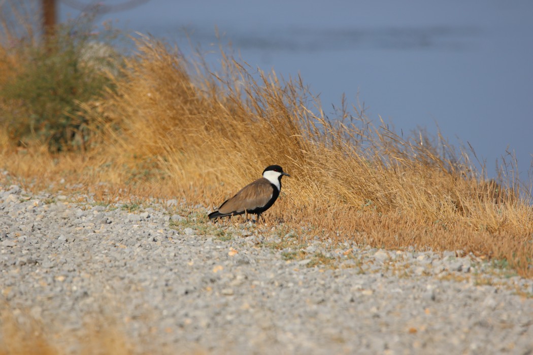 Spur-winged Lapwing