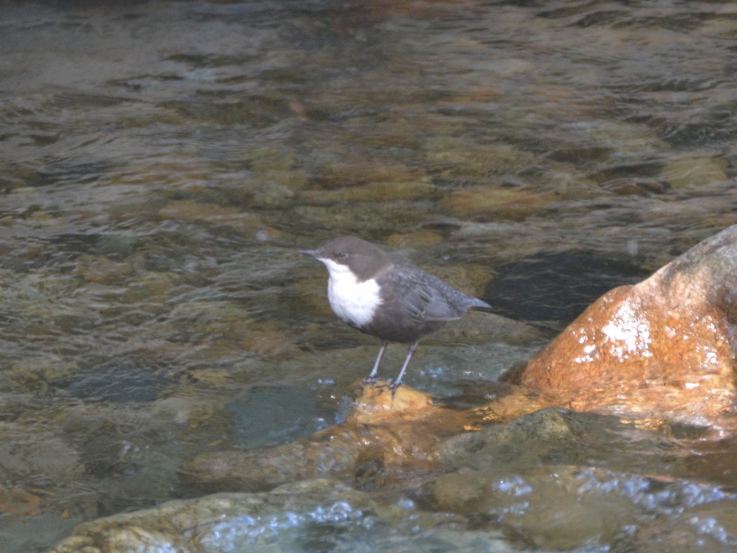White-throated Dipper