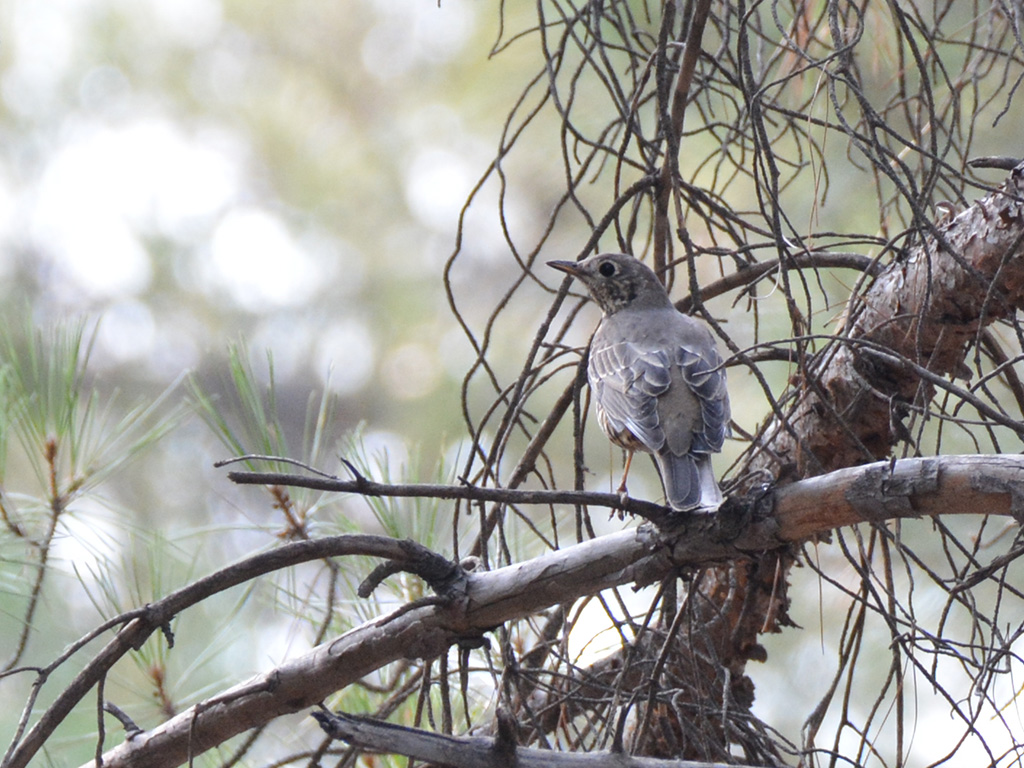 Mistle Thrush