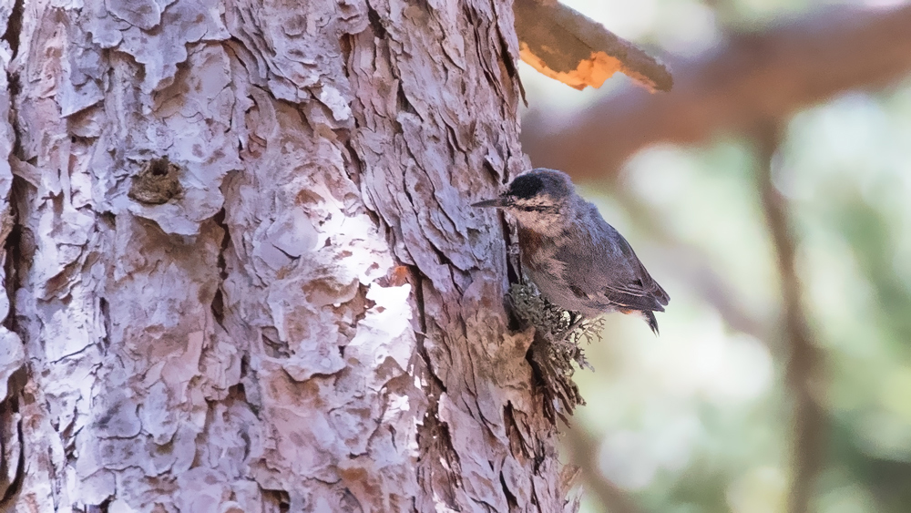 Krüper`s Nuthatch