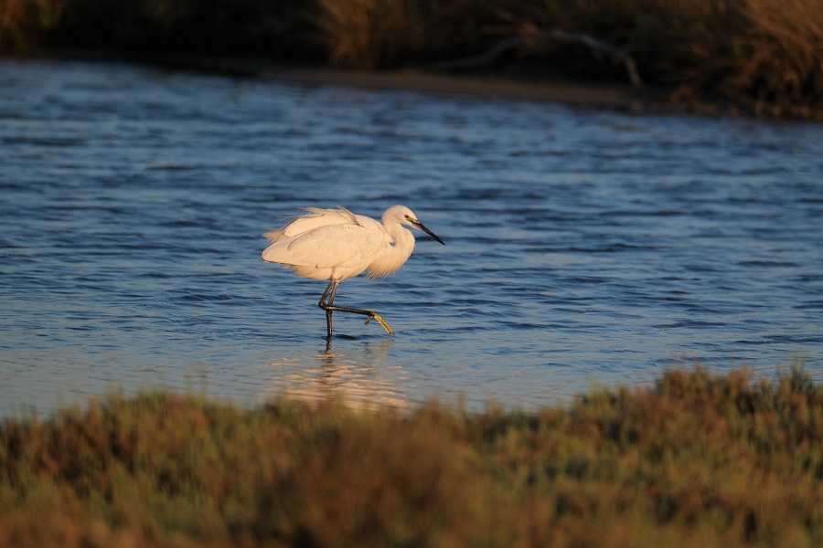 Little Egret