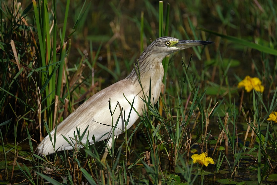 Squacco Heron
