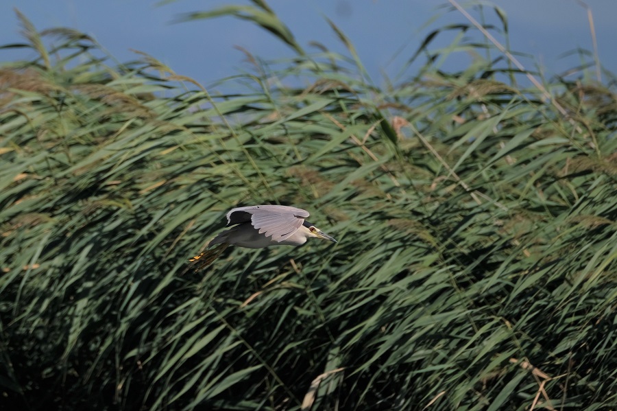 Black-crowned Night Heron
