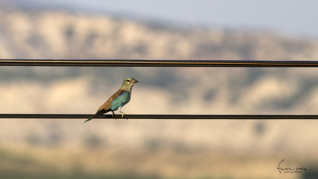 European Roller