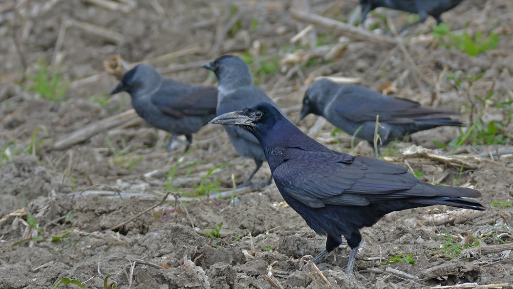 Rook