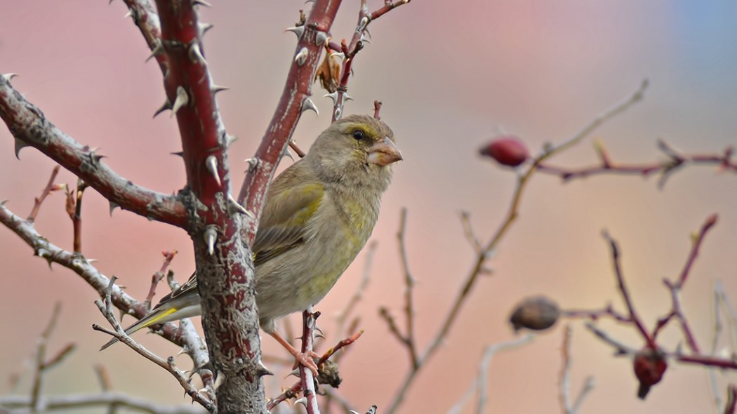 European Greenfinch