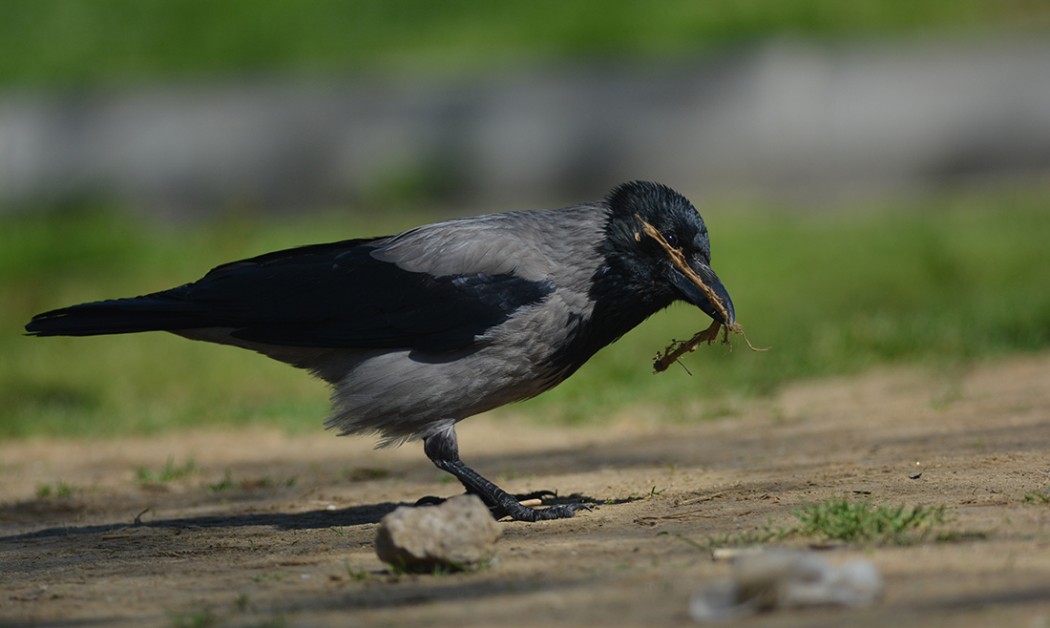 Hooded Crow