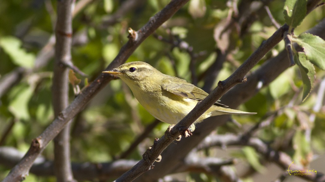 Willow Warbler