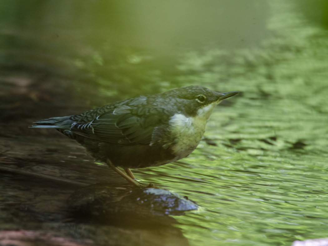 White-throated Dipper