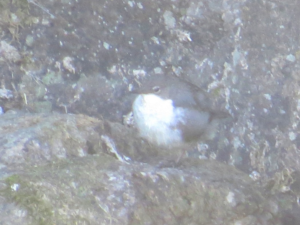 White-throated Dipper