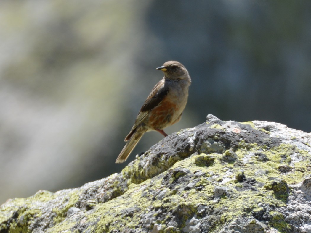Alpine Accentor
