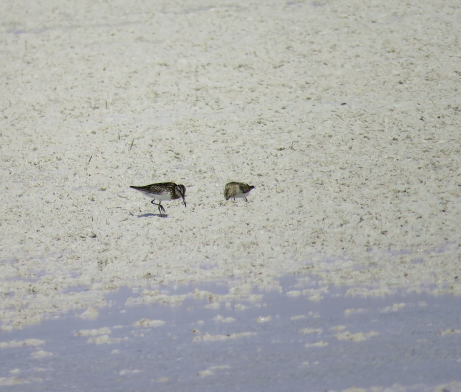 Broad-billed Sandpiper