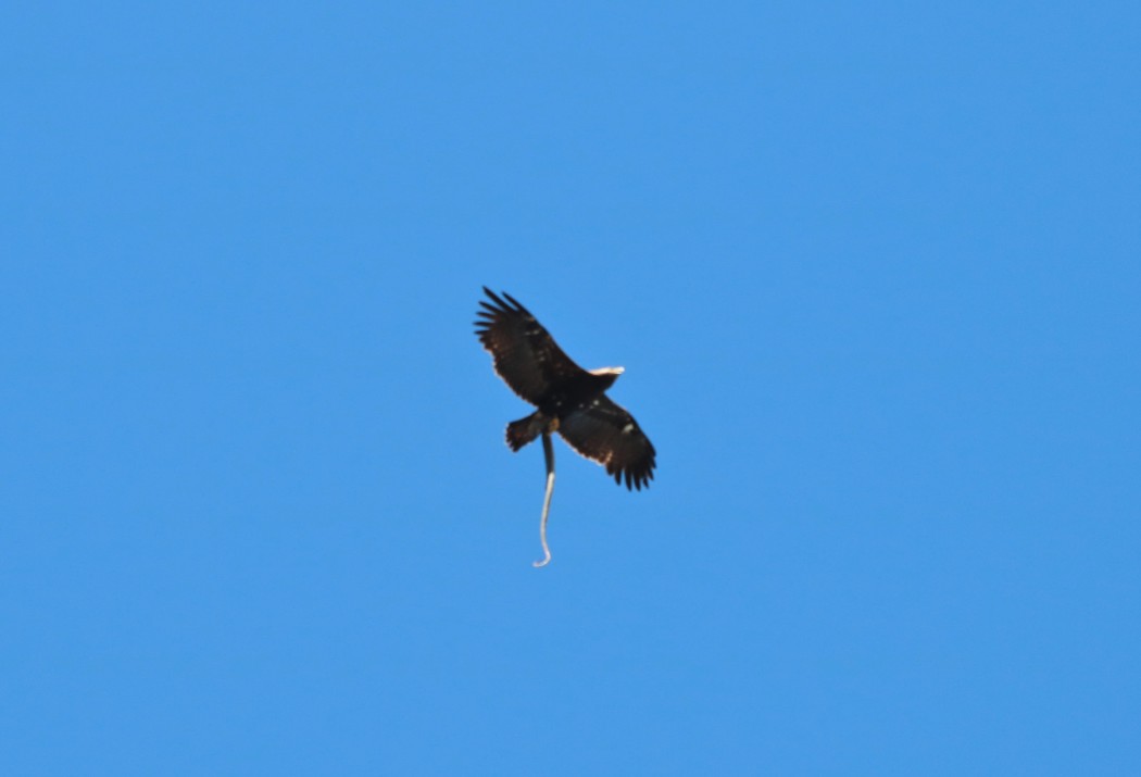 Eastern Imperial Eagle