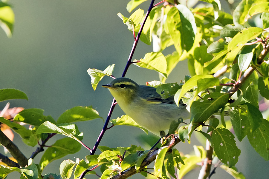 Wood Warbler