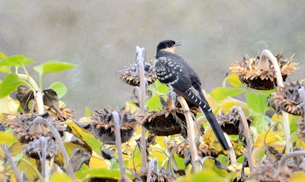 Great Spotted Cuckoo