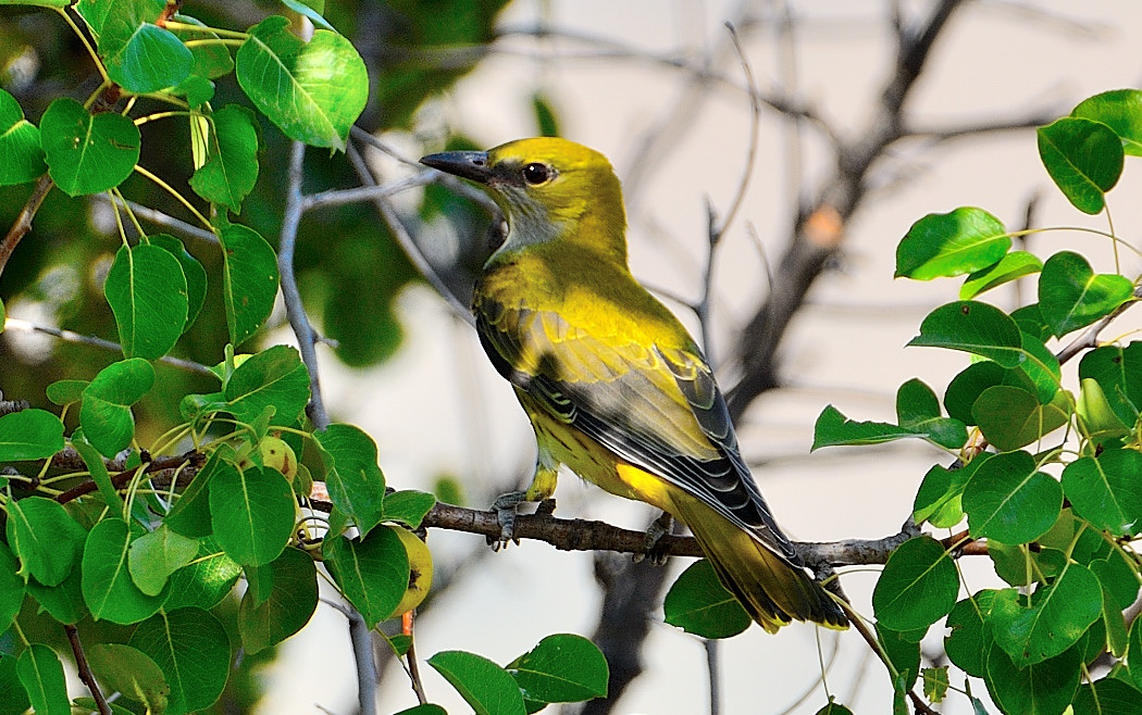 Eurasian Golden Oriole