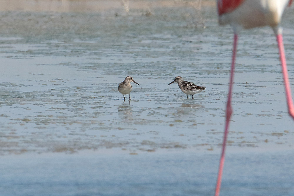 Broad-billed Sandpiper