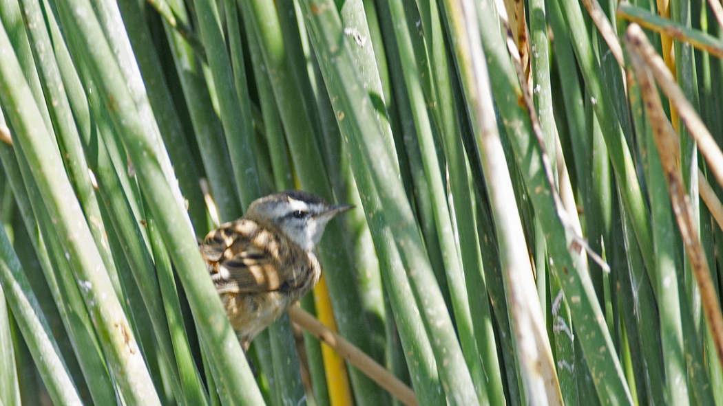 Moustached Warbler
