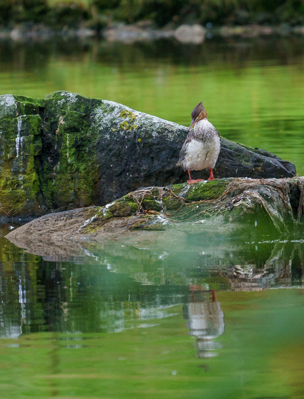 Red-breasted Merganser