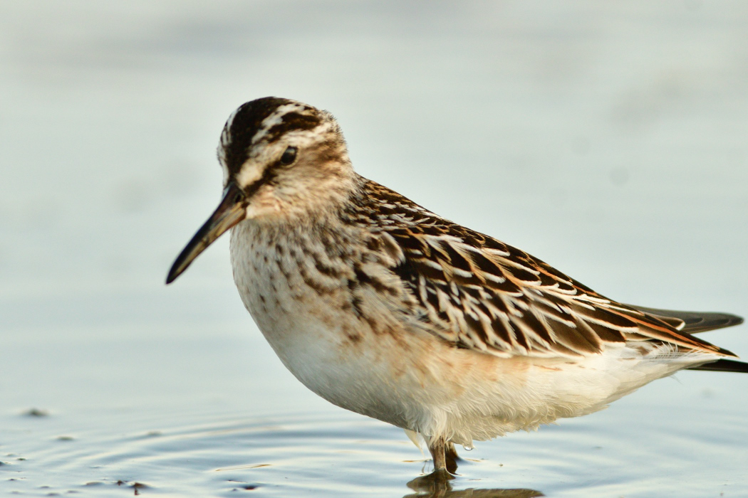 Broad-billed Sandpiper