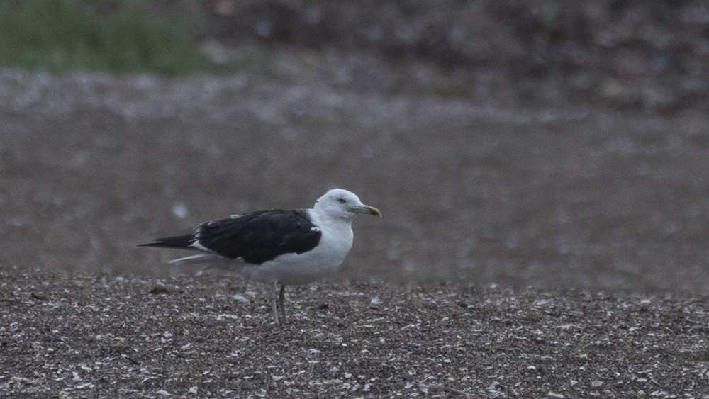 Lesser Black-backed Gull