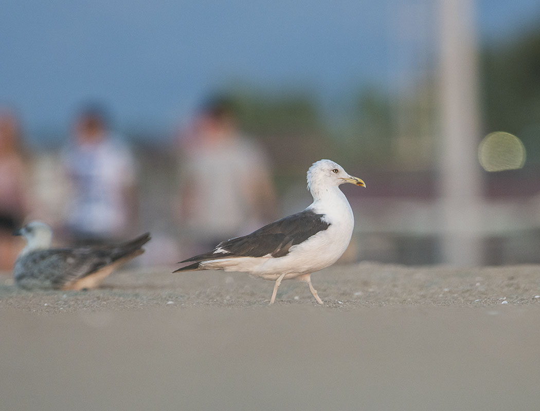 Lesser Black-backed Gull