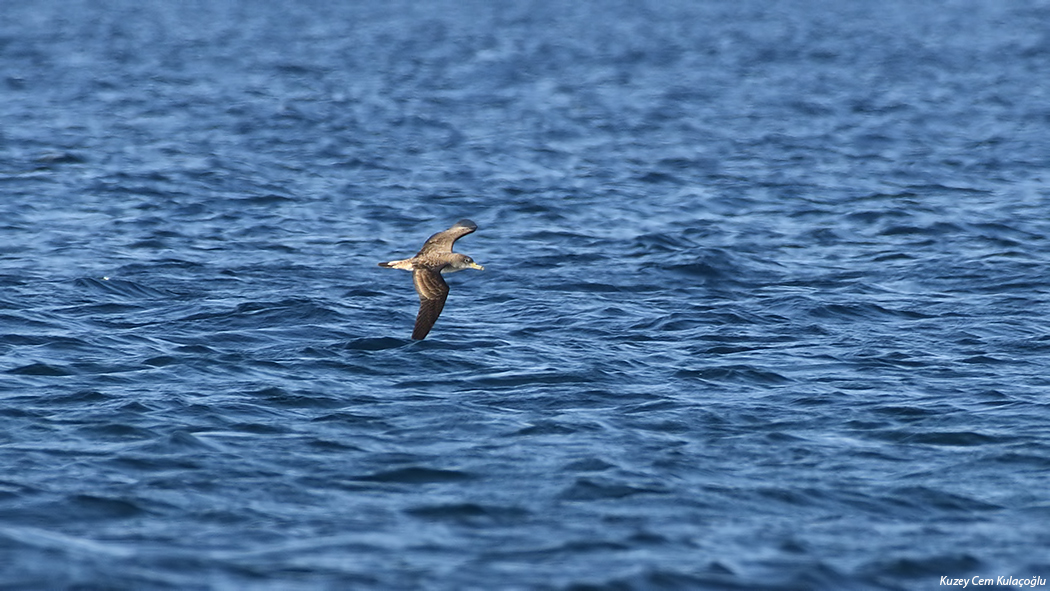 Scopoli`s Shearwater