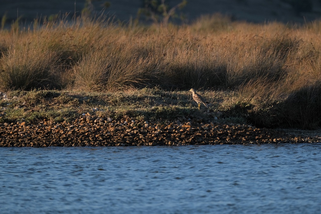 Eurasian Stone-curlew