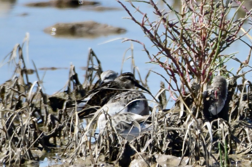 Broad-billed Sandpiper