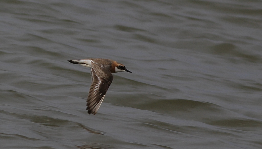 Greater Sand Plover