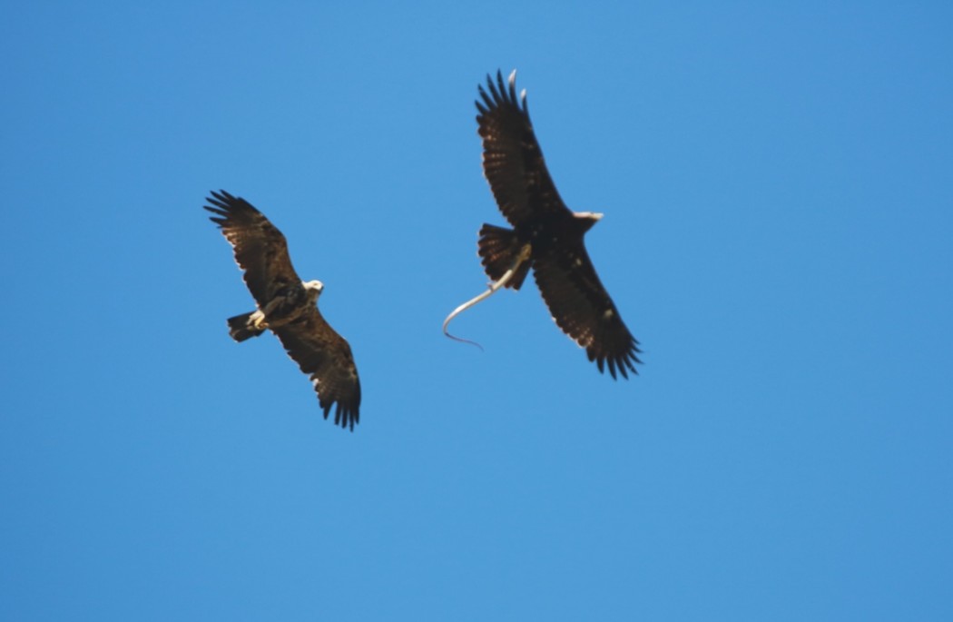 Eastern Imperial Eagle
