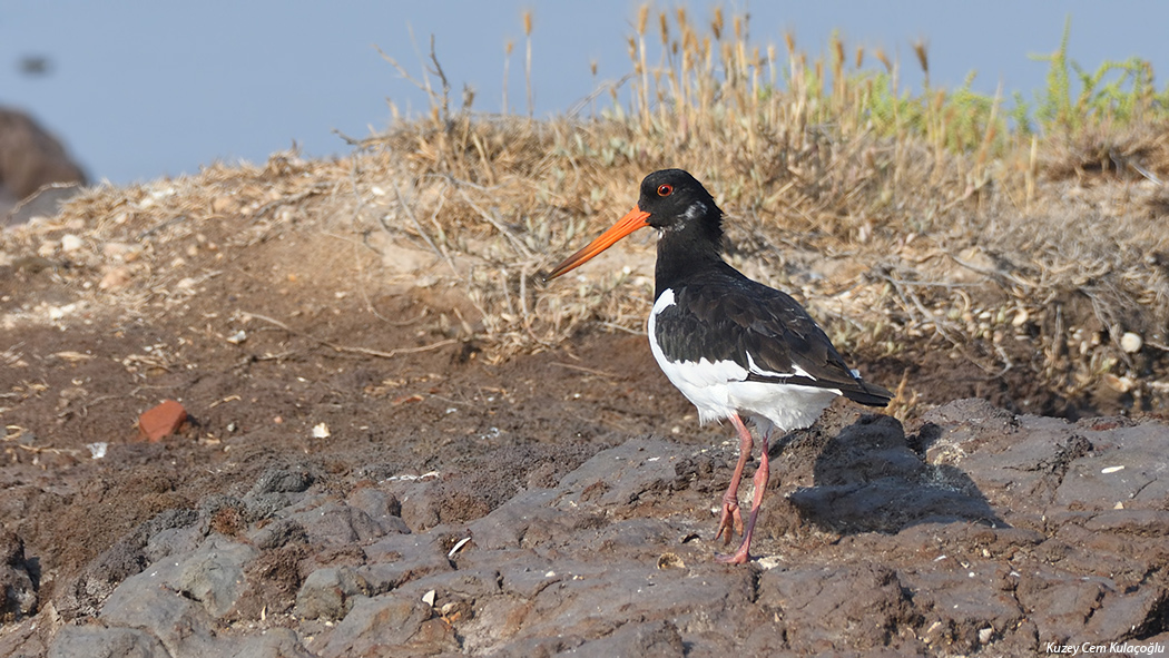 Eurasian Oystercatcher