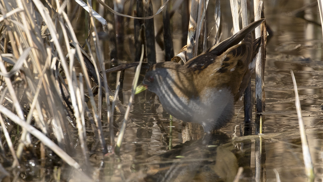 Little Crake