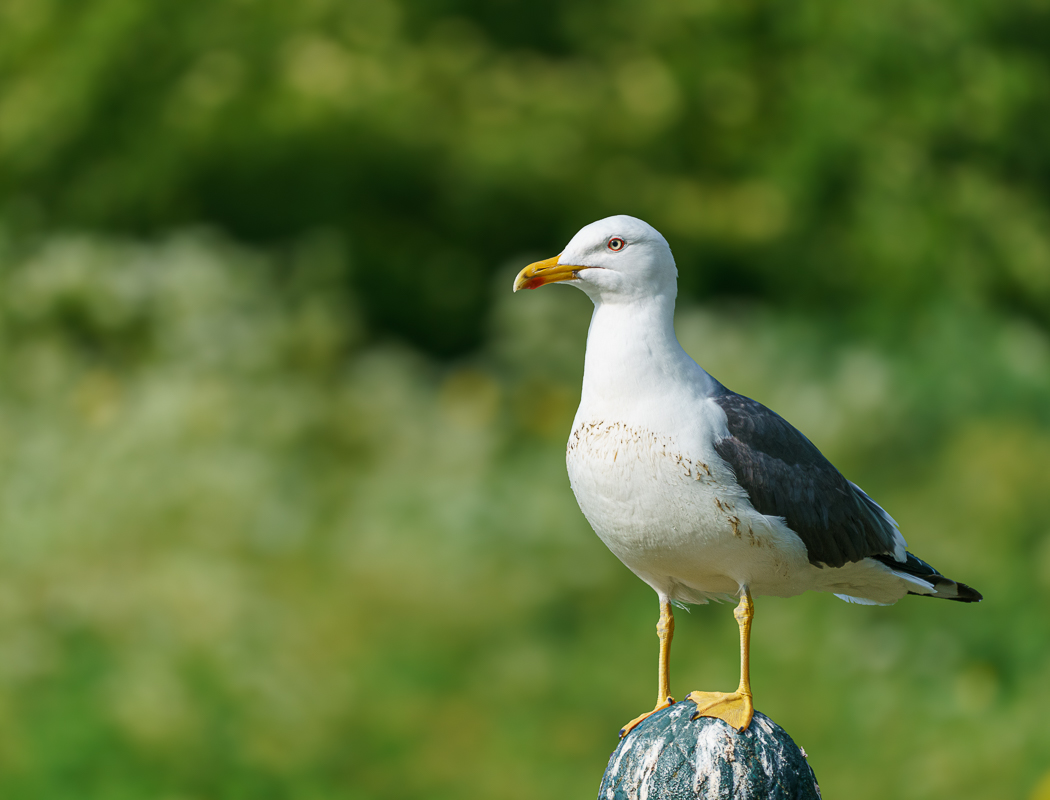 Lesser Black-backed Gull