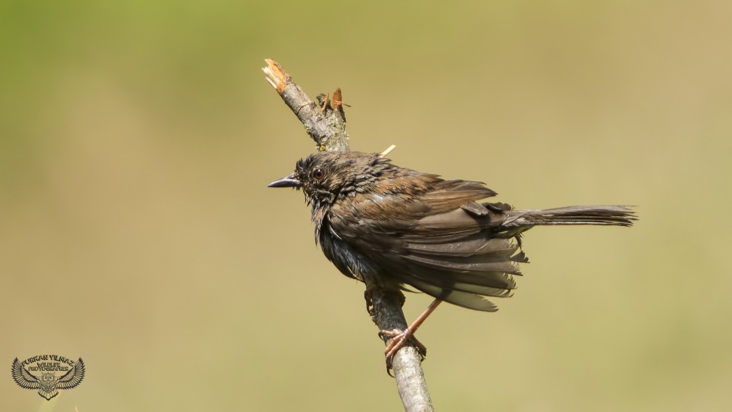 Dunnock