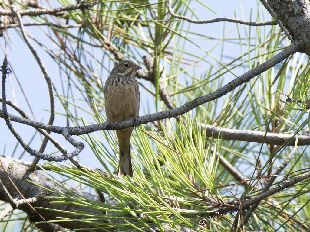 Ortolan Bunting