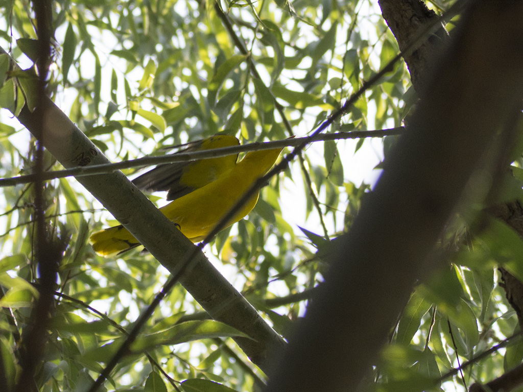 Eurasian Golden Oriole