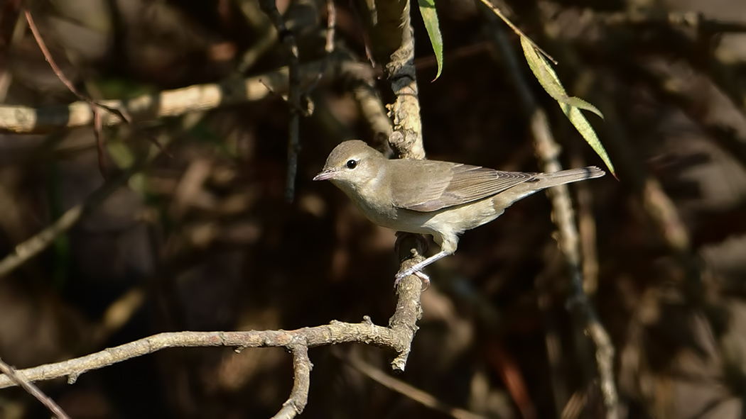 Garden Warbler