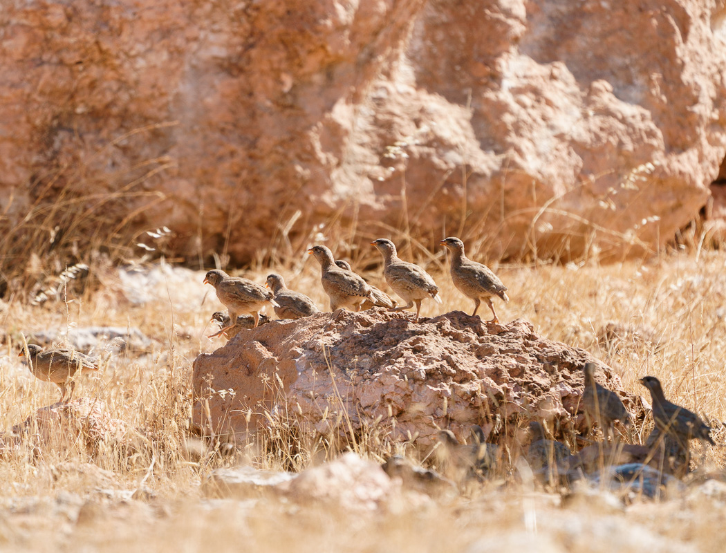 See-see Partridge