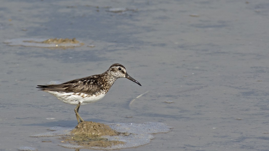 Broad-billed Sandpiper