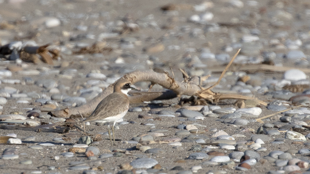 Greater Sand Plover
