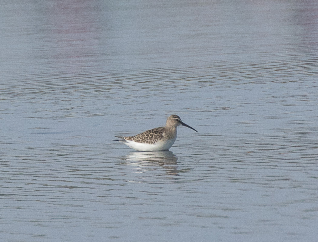 Curlew Sandpiper