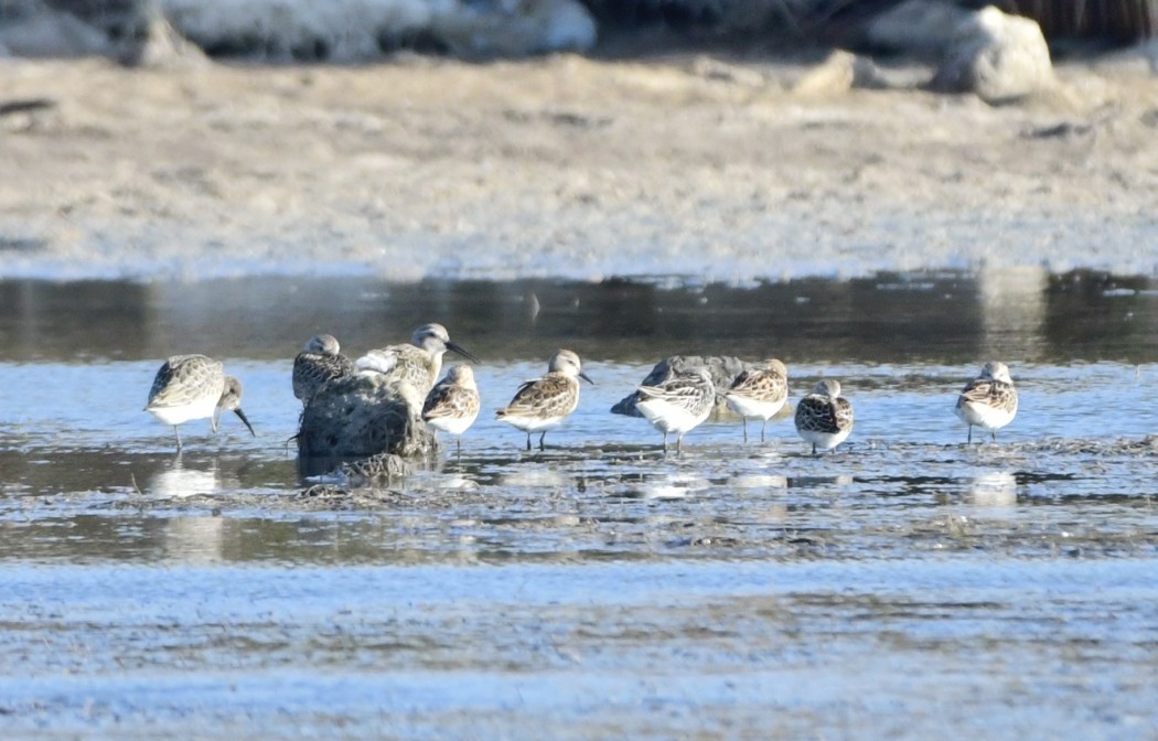 Curlew Sandpiper